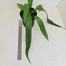 Load image into Gallery viewer, Anthurium Vittarifolium