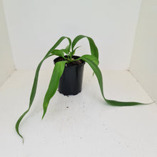 Load image into Gallery viewer, Anthurium Vittarifolium
