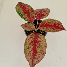 Load image into Gallery viewer, Aglaonema &#39;Ron&#39;s Special&#39;