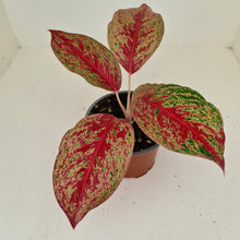 Load image into Gallery viewer, Aglaonema &#39;Ron&#39;s Special&#39;