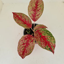 Load image into Gallery viewer, Aglaonema &#39;Ron&#39;s Special&#39;