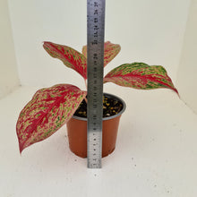 Load image into Gallery viewer, Aglaonema &#39;Ron&#39;s Special&#39;