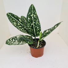 Load image into Gallery viewer, Aglaonema &#39;Galaxy&#39; / &#39;Morodoklok&#39;