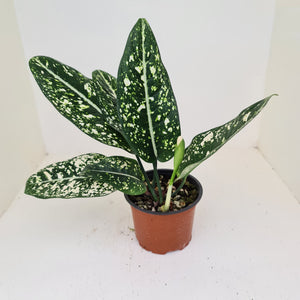 Aglaonema 'Galaxy' / 'Morodoklok'