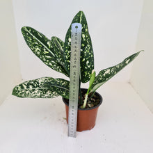 Load image into Gallery viewer, Aglaonema &#39;Galaxy&#39; / &#39;Morodoklok&#39;