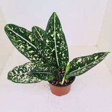 Load image into Gallery viewer, Aglaonema &#39;Galaxy&#39; / &#39;Morodoklok&#39;