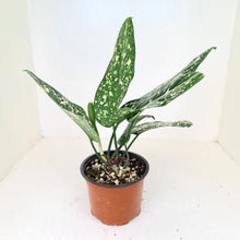 Load image into Gallery viewer, Aglaonema &#39;Galaxy&#39; / &#39;Morodoklok&#39;