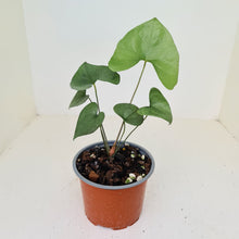 Load image into Gallery viewer, Anthurium Berriozabalense