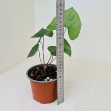 Load image into Gallery viewer, Anthurium Berriozabalense