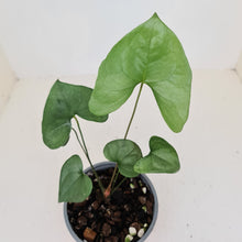 Load image into Gallery viewer, Anthurium Berriozabalense