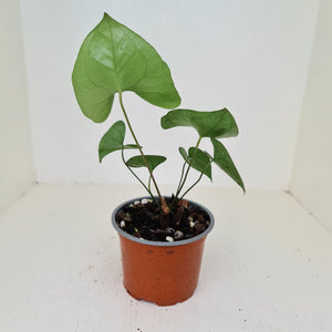 Anthurium Berriozabalense