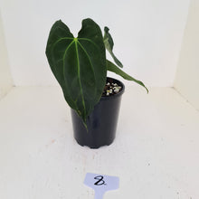 Load image into Gallery viewer, #8 Anthurium Hybrid Seedling
