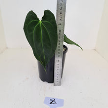 Load image into Gallery viewer, #8 Anthurium Hybrid Seedling