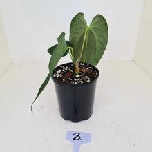 Load image into Gallery viewer, #8 Anthurium Hybrid Seedling