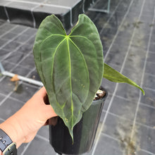 Load image into Gallery viewer, #8 Anthurium Hybrid Seedling