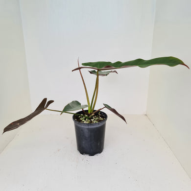 Philodendron Atabapoense