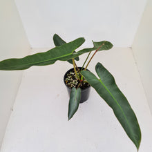 Load image into Gallery viewer, Philodendron Atabapoense