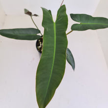 Load image into Gallery viewer, Philodendron Atabapoense