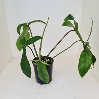 Philodendron 69686 - 'Big Ears'