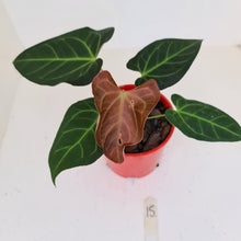 Load image into Gallery viewer, #15 Anthurium &#39;Velvet Shadow&#39;
