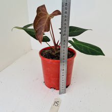 Load image into Gallery viewer, #15 Anthurium &#39;Velvet Shadow&#39;