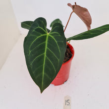 Load image into Gallery viewer, #15 Anthurium &#39;Velvet Shadow&#39;