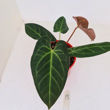Load image into Gallery viewer, #15 Anthurium &#39;Velvet Shadow&#39;