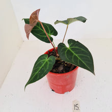 Load image into Gallery viewer, #15 Anthurium &#39;Velvet Shadow&#39;