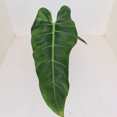 Philodendron Maximum