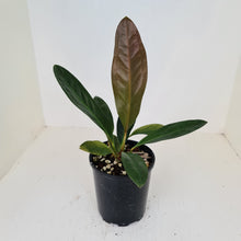 Load image into Gallery viewer, Anthurium Superbum
