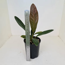 Load image into Gallery viewer, Anthurium Superbum