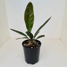 Load image into Gallery viewer, Anthurium Superbum