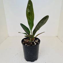 Load image into Gallery viewer, Anthurium Superbum