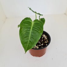 Load image into Gallery viewer, Anthurium Veitchii