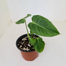 Load image into Gallery viewer, Anthurium Veitchii