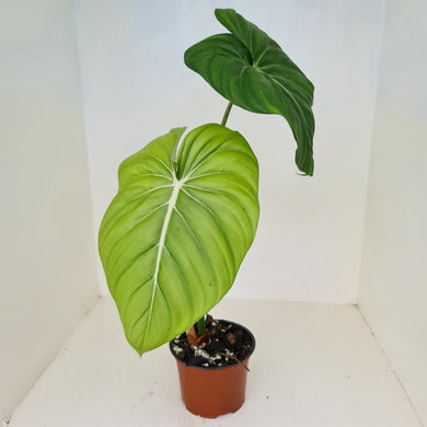 Philodendron Pastazanum or Dean McDowell? - Rooted tip cutting