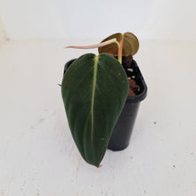 Load image into Gallery viewer, Philodendron Gigas - rooted tip cutting