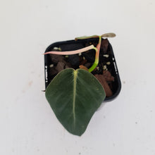 Load image into Gallery viewer, Philodendron Gigas - rooted tip cutting