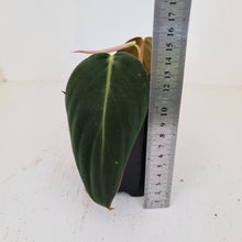 Load image into Gallery viewer, Philodendron Gigas - rooted tip cutting