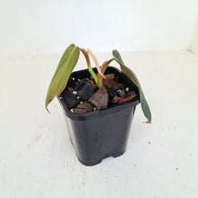 Load image into Gallery viewer, Philodendron Gigas - rooted tip cutting