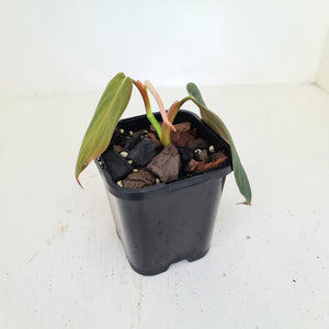 Philodendron Gigas - rooted tip cutting