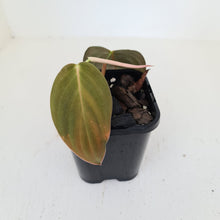 Load image into Gallery viewer, Philodendron Gigas - rooted tip cutting