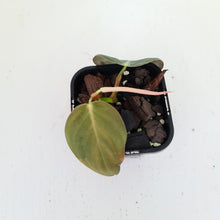 Load image into Gallery viewer, Philodendron Gigas - rooted tip cutting