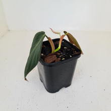 Load image into Gallery viewer, Philodendron Gigas - rooted tip cutting