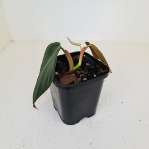 Philodendron Gigas - rooted tip cutting