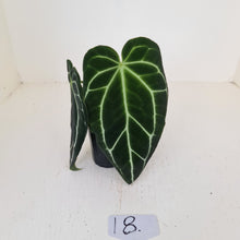 Load image into Gallery viewer, #18 Anthurium Crystallinum Hybrid - dark foliage