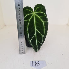 Load image into Gallery viewer, #18 Anthurium Crystallinum Hybrid - dark foliage
