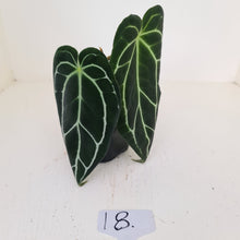 Load image into Gallery viewer, #18 Anthurium Crystallinum Hybrid - dark foliage