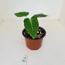 Load image into Gallery viewer, #2 Anthurium Veitchii