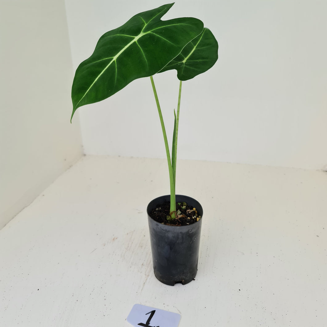 #1 Alocasia Micholitziana (Green Velvet)